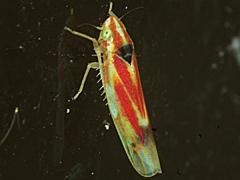 Leafhopper